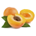 Apricot Essential Oil
