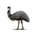 Emu Essential Oil