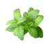 Peppermint Essential Oil