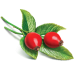 Rosehip Essential Oil