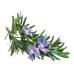 Rosemary Essential Oil