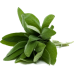 Sage Essential Oil