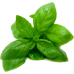 Basil Essential Oil