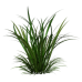 Citronella Essential Oil