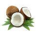 Coconut Essential Oil