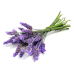 Lavender Essential Oil